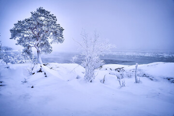 Scenic frosty tree in a snowstorm on seashore