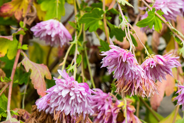 Closeup shot of pink chrysanthemum blooms in a state of withering