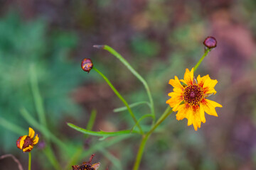 Selective focus shot of a yellow orange flower on a thin stalk