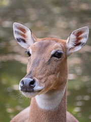 Antelope at the Beauval Zoo in France
