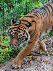 Tiger at the Beauval Zoo in France