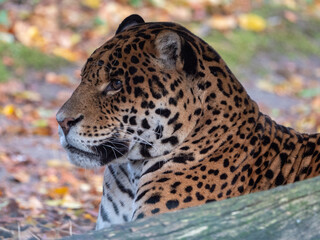 Beautiful jaguar at the Beauval Zoo in France