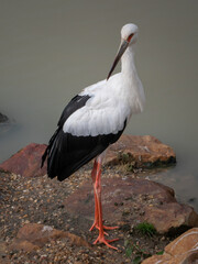 Stork at the Beauval Zoo in France