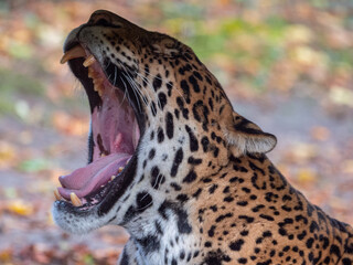 Beautiful jaguar at the Beauval Zoo in France © Wirestock