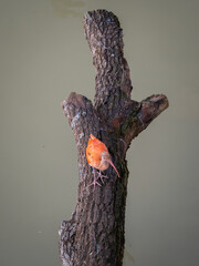 a small orange bird perched on the branch of a tree, Beauval zoo, France