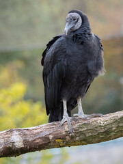 Magnificent Vulture at the Beauval Zoo in France