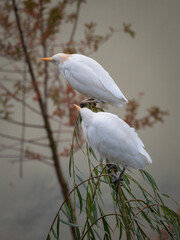 Little white birds at the Beauval Zoo in France
