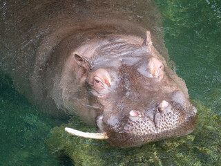 Hippo at the Beauval Zoo in France