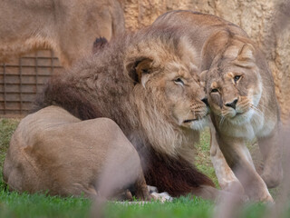 two lions at the Beauval Zoo in France