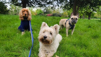 A pack of cute and happy dogs of various breed and size are socializing together, hanging out in a park on their dog walk