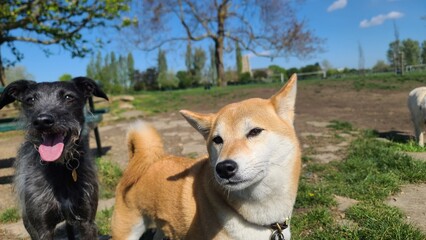 Pretty and elegant Shiba Inu Dog with a cute and expressive face posing for the camera on a photoshoot in a green park