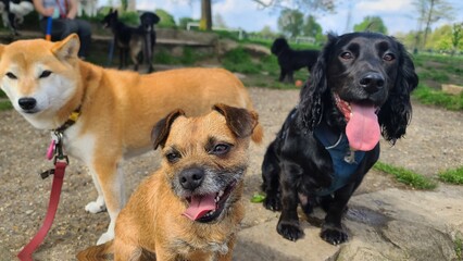 A pack of cute and happy dogs of various breed and size are socializing together, hanging out in a park on their dog walk