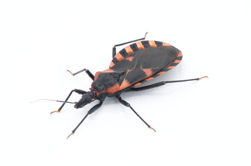 Eastern Bloodsucking Conenose Kissing bed Bug - Triatoma sanguisuga - an insect transmits Chagas...