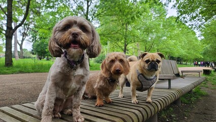 A pack of cute and happy dogs of various breed and size are socializing together, hanging out in a...