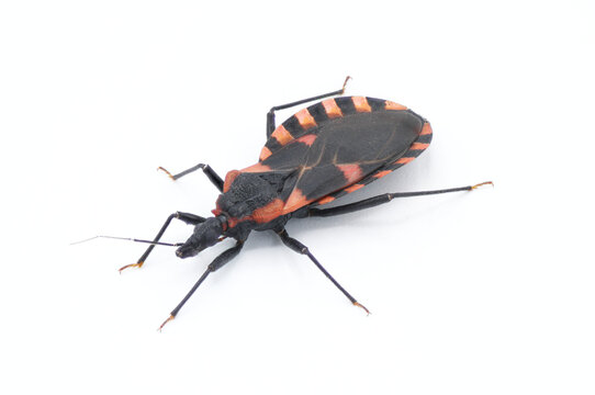 Eastern Bloodsucking Conenose Kissing bed Bug - Triatoma sanguisuga - an insect transmits Chagas disease - Trypanosoma cruzi - which bite humans in the face, around the mouth or eyes, top front view