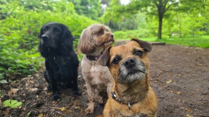 Obraz premium A pack of cute and happy dogs of various breed and size are socializing together, hanging out in a park on their dog walk