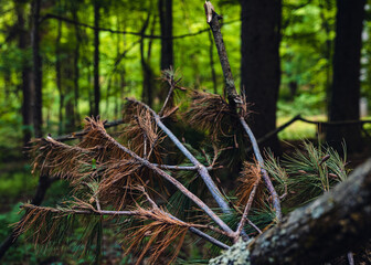 a fallen tree is seen on the ground in the forest