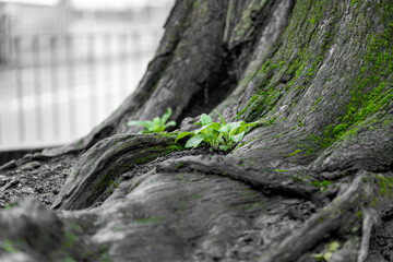 Green foliage sprouting from the trunk of an established tree in a natural outdoor setting.