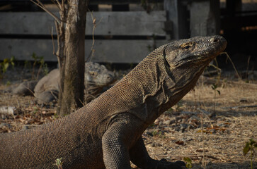 Komodo dragon basking in the sun