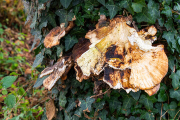 Closeup shot of a polypore mushroom on a tree trunk with lush ivy foliage