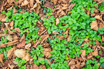 Variety of vibrant green and earthy brown leaves on the ground