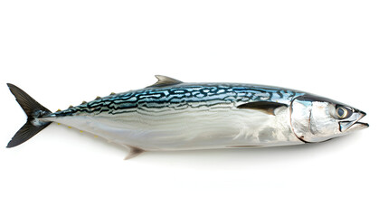 Atlantic mackerel fish on white background