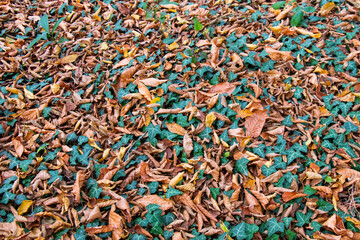 Variety of vibrant green and brown leaves on the ground