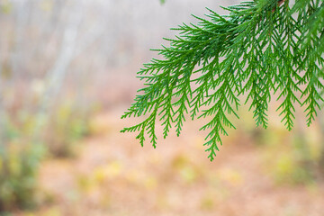 Closeup shot of a bright green cypress branch