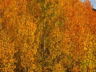 Scenic view of vibrant autumn trees on hills