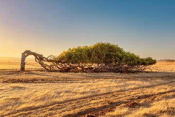 Breathtaking sunset casting a leaning tree in Western Australia