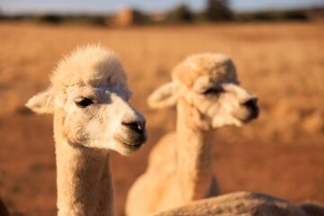 Llamas gazing off into the distance in a picturesque field