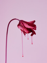A flower with a long stem and dripping petals, on a light purple background, in a minimalist, surreal