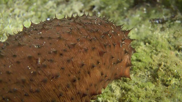 A brown caterpillar-like Sea cucumber cotton-spinner (Holothuria sanctori) slowly crawls along the seabed, close-up.