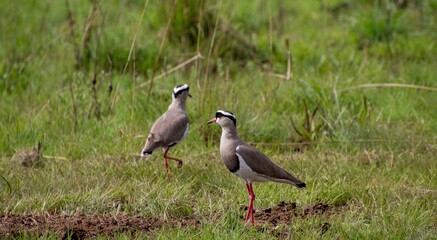 A pair of crowned lapwings forage in the veld in the South African outdoors
