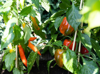 rote Früchte der Chilipflanze Capsicum