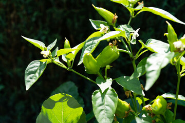 rote Früchte der Chilipflanze Capsicum