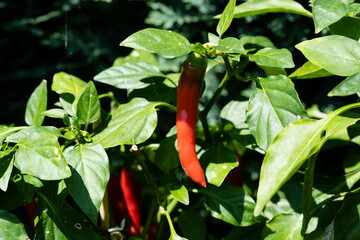 rote Früchte der Chilipflanze Capsicum