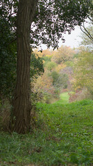 Obraz premium Vertical of a grassy field with green trees and shrubs