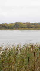 Scenic view of green plants and trees growing along a river on a cloudy day