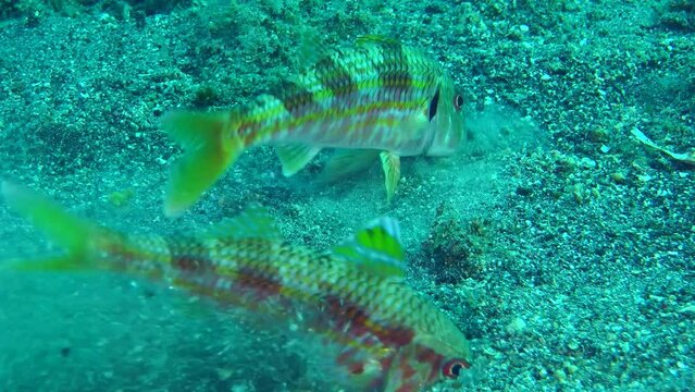 Two fish Red mullet (Mullus barbatus) digs the sandy bottom in search of food, close-up.
