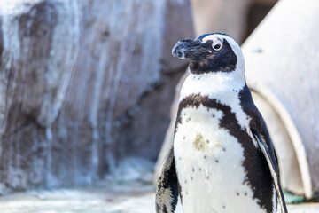 Naklejka premium Closeup shot of an African penguin in a zoo habitat
