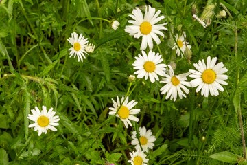 Obraz premium Meadow with flowering daisies in the sun