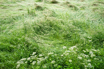 depressed meadow after storm