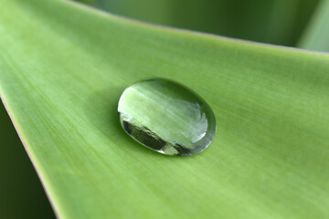 Close up of water drop on agave leaf plant