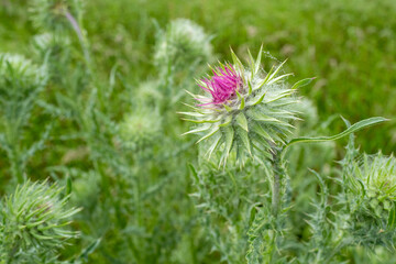 Bud of a thistle shortly before flowering
