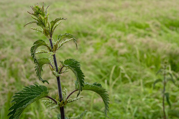 nettle at the edge of a meadow