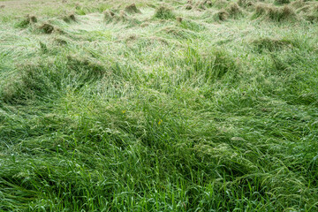depressed meadow after storm