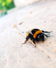 Bumblebee on the ground. Shallow depth of field.