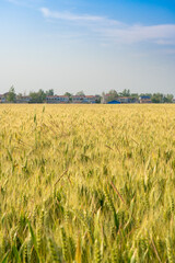 Beautiful Rural Scenery under blue sky. Background of ripening ears of meadow wheat field.