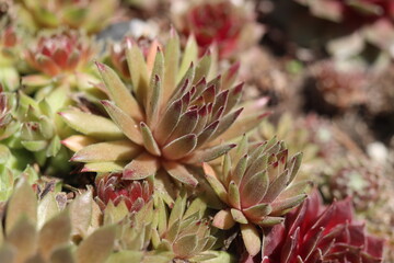 Sempervivum Devil's Touch Rojnik